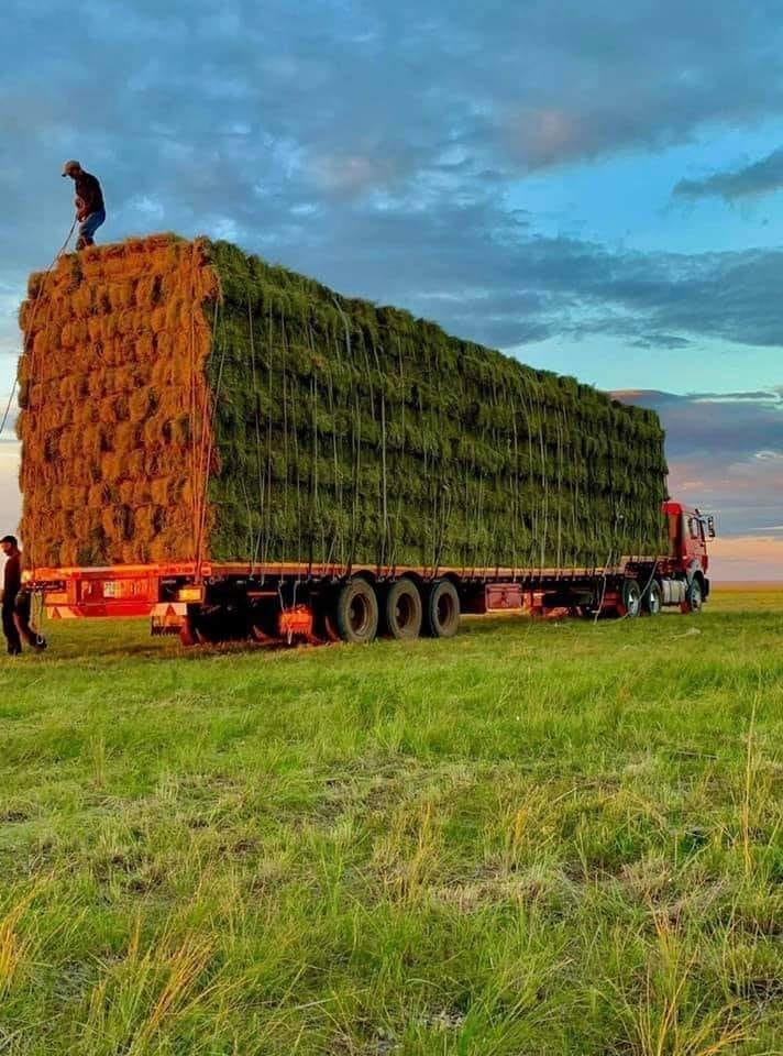 Дорноговьд өвс хамгийн үнэтэй байна